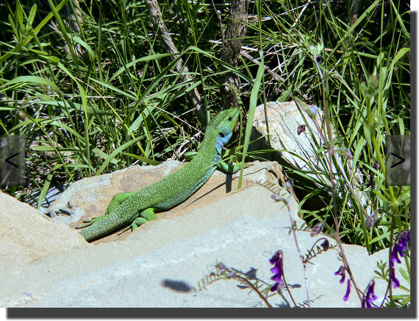 Lacerta trilineata